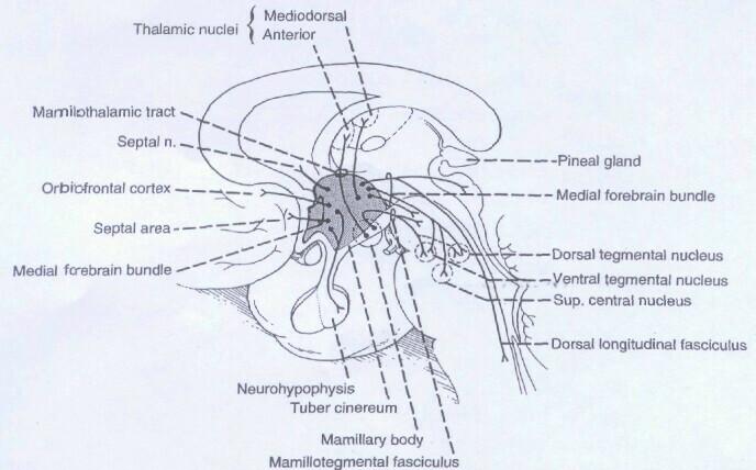 Chapter 19 Hypothalamus / 293 Figure 19-3. Major efferent (output) connections of the hypothalamus. The medial forebrain bundle conducts afferent and efferent fibers.