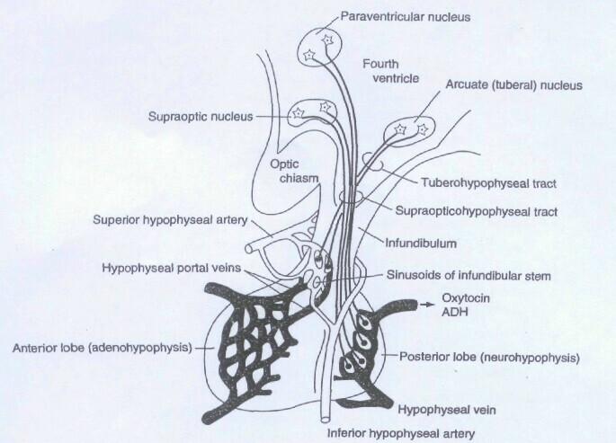 Chapter 19 Hypothalamus I 295 Figure 19-4. The hypophyseal portal system.
