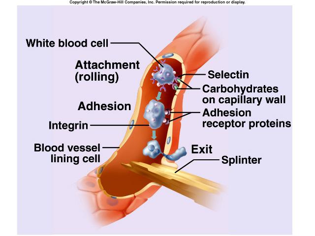 Cell Adhesion Molecules guide cells on the move selectin allows white blood cells to anchor integrin guides white
