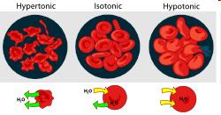 hypotonic lower osmotic pressure: cells swell Tonicity and RBCs hypertonic higher