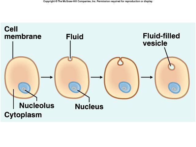 3-21 Endocytosis cell engulfs a substance by forming a vesicle around the substance three types pinocytosis substance is mostly
