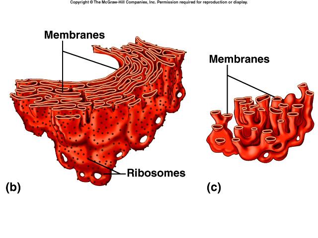 Ribosomes free floating or connected to ER (rough ER) site of protein