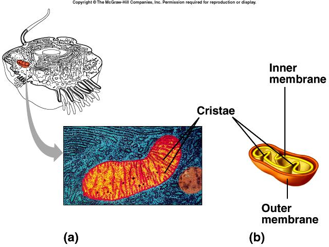 Mitochondria double membrane bound structure Inner membrane folds are the cristae, which have enzymes on