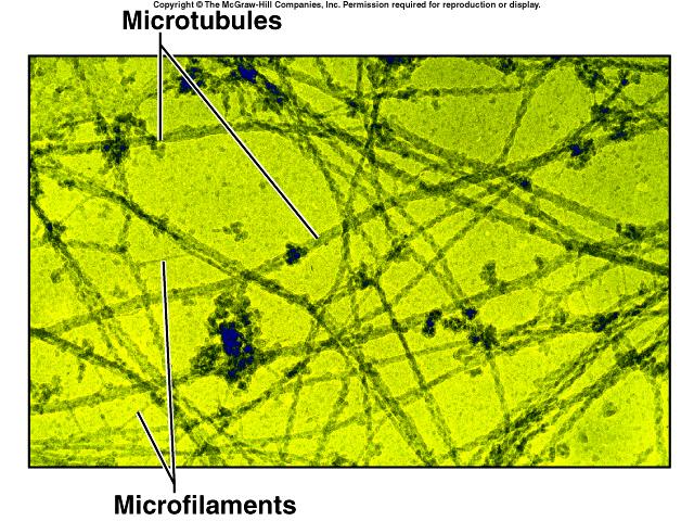 Microfilaments and Microtubules Microfilaments (smaller) and microtubules (larger) thin rods and tubules of protein support cytoplasm Give