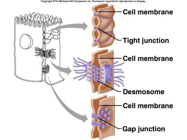Intercellular Junctions Tight junctions close space between cells located among cells that form linings Desmosomes form spot