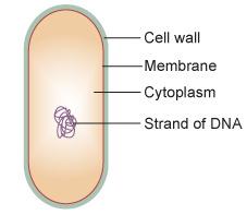 A3 It strengthens the cell. A2 Act as the site for protein synthesis. A1 This is where respiration occurs and energy is released.