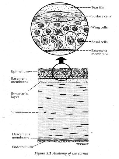n Basal layers n tall columnar polygonal shaped cell n palisade like manner n forms the germinal layers of the epith n firmly joined by desmosomes & maculae occludentes n tight intercellular