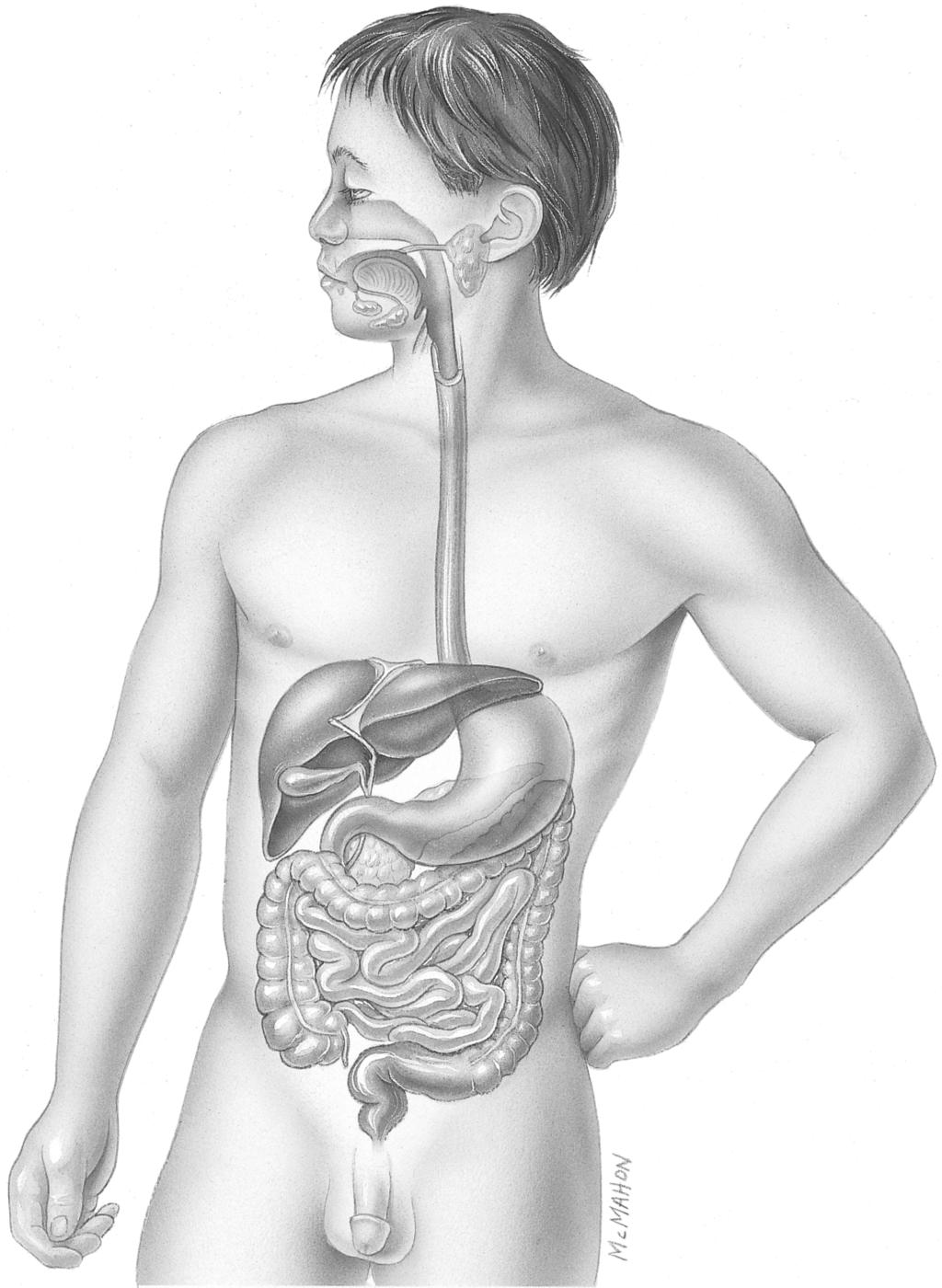 D. Labeling Exercise 92. Label the parts of the digestive system as indicated in Figure 16-1.