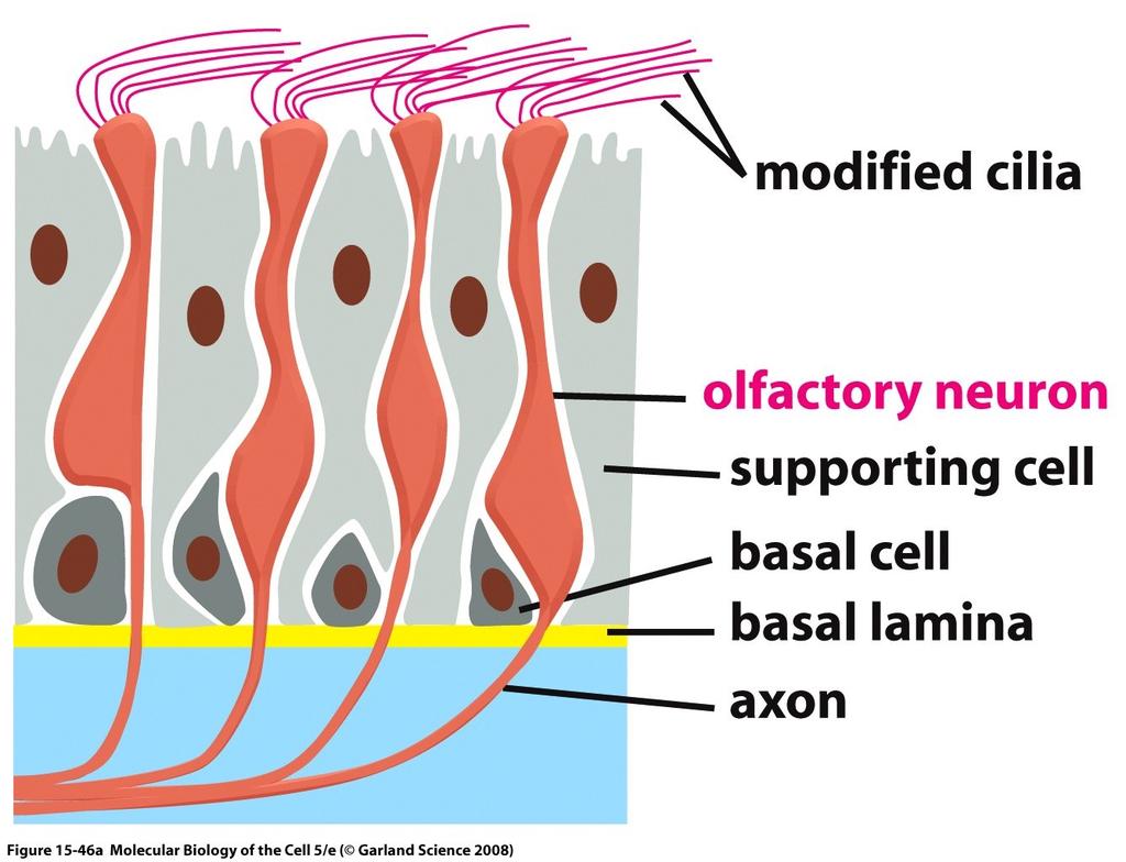 Specialized olfactory receptor neurons in the linking of the nose. GPCR (olfactory receptors) is displayed on the surface of the cilia. Golf acts through camp.