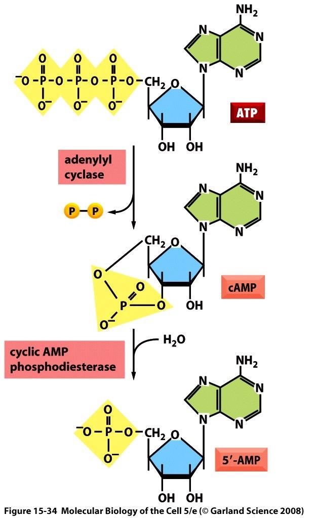 The most frequent target enzymes for G proteins Adenylyl cyclase