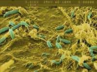 Bacteria and the Gut Apathogene