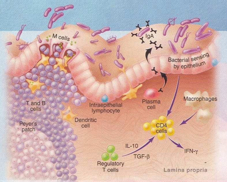 Gut barrier function Apathogen bacteria Bacteriocins Defensins Cross-talk