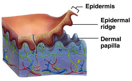 Uneven boundary between dermis and epidermis Dermal papillae upward projections of dermis into epidermis that serve to increase surface area of contact between dermis and epidermis Increases strength