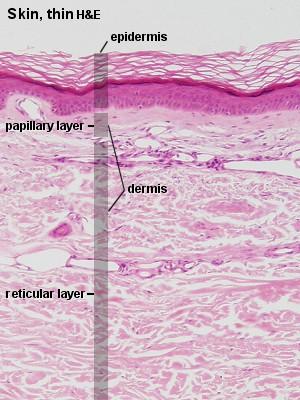 Dermis varies in thickness in different areas of body - Thickest on back and buttocks (more friction) - Thickness