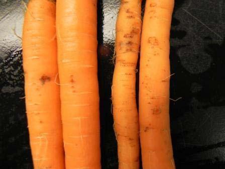 carrot root. Figure. 2.