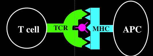 Adaptive immunity How T cells recognize antigen Starting point: 2. Diversity in antigen recognition is accomplished, in part, by rearrangements in the TCR loci. This occurs in the thymus 3.