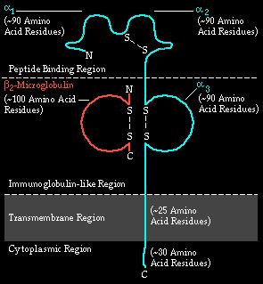 chain is~ 350 AA long Three globular domains, α1, α2 and α3, each ~90AA α1 and α2 form the antigenbinding cleft β 2