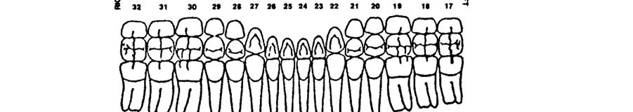 The human permanent dentition is divided into four