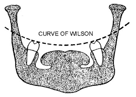Figure 7-22. Curve of Wilson Figure 7-24. Key to Occlusion. Shows Relationship of Mandible to Maxillae Figure 7-23. Occlusal Plane Figure 7-25.