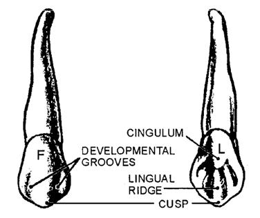 MAXILLARY CUSPIDS The maxillary cuspid (tooth #6 or #11) is illustrated in Figures 7-32 and 7-33. The maxillary cuspid is usually the longest tooth in either jaw.