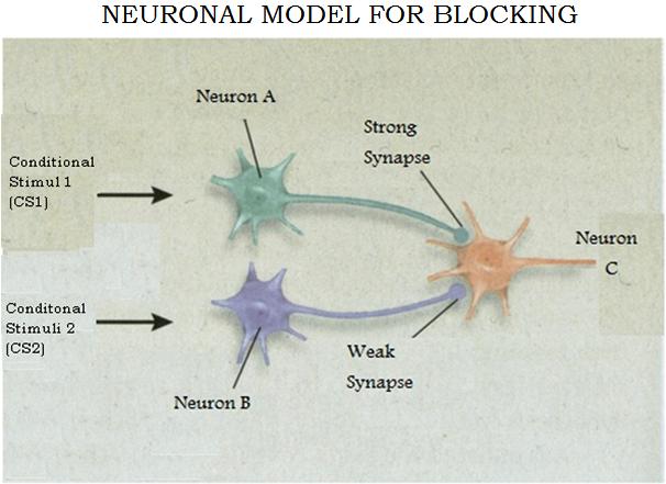 Figure 2: Neuronal Model for Blocking, impaired association between B and C.