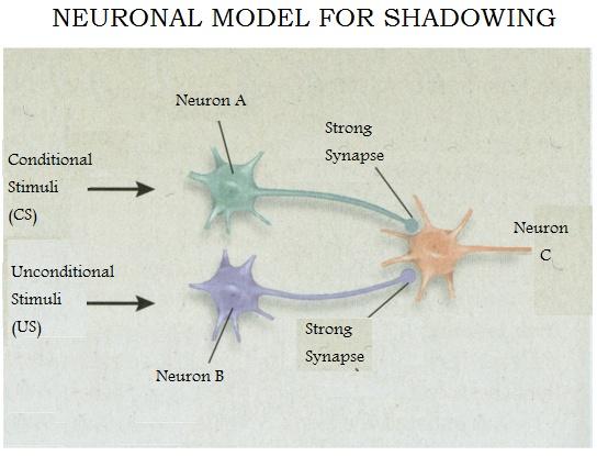 Figure 3: Neuronal model for Shadowing. Increases in the sensitivity to background noise leads to both Neuron A and B synaptic connections increasing in their synaptic connections with Neuron C.