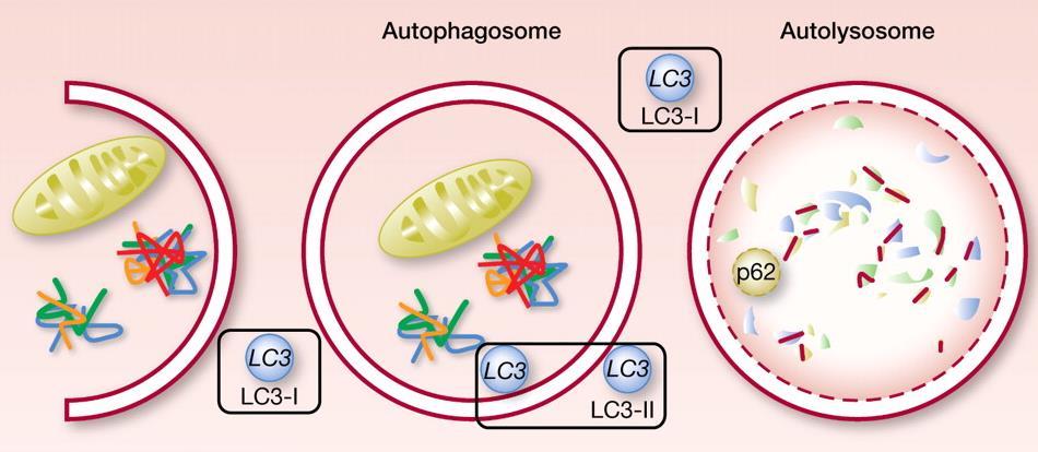 Autophagy Autophagy is a process to degrade intracellular components (long-lived or aggregated proteins, lipids, and damaged organelles, such as mitochondria) in lysosomes to supply