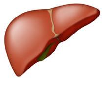 The Effect of Fatty Liver