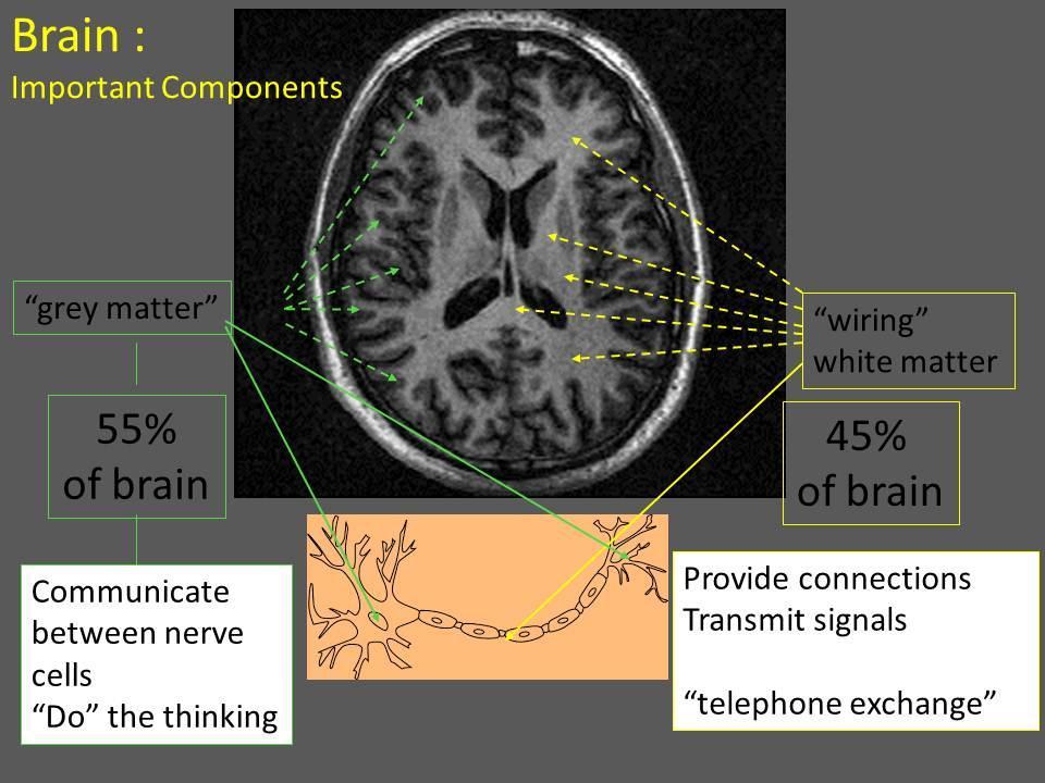 Grey matter / White matter Nerve cells = neurons Carry and communicate signals From one part of brain to another Between