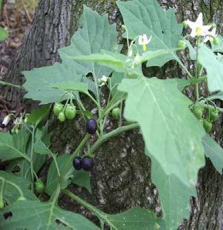 : Solanum nigrum Linn.