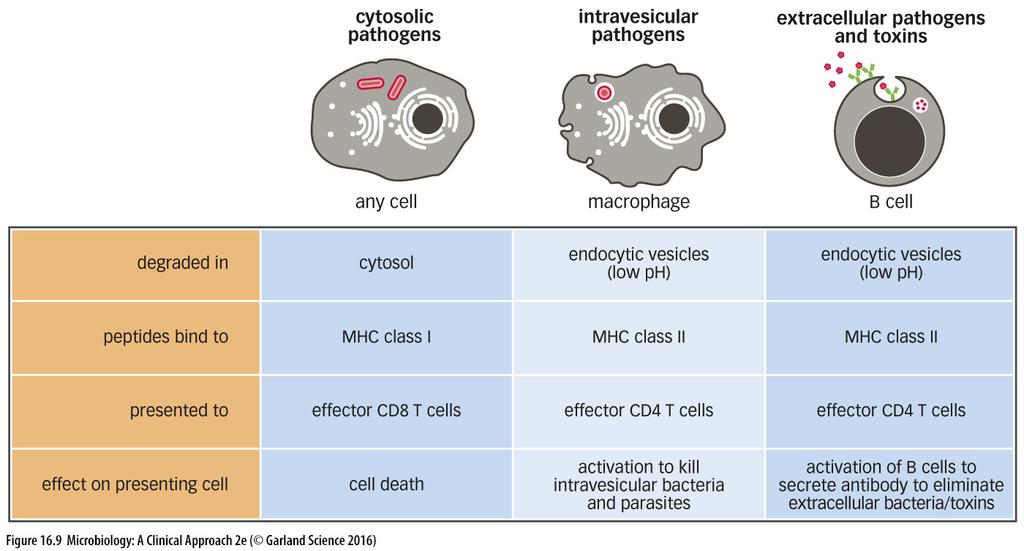 ANTIGEN PRESENTATION: Antigen Delivery by MHC Class I MHC molecules associate with cytoplasmic antigens in infected body cells They present the class I MHC-Antigen complex to cytotoxic T cells