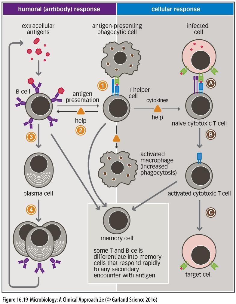 B CELL ACTIVATION AND COOPERATION WITH T CELLS B cells also pass through the paracortical areas B cells are trapped if there is an activated T cell present T and B cells cooperate in the paracortical