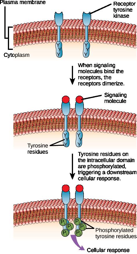 A receptor tyrosine kinase is an enzyme-linked receptor with a single transmembrane region, and extracellular and intracellular domains.