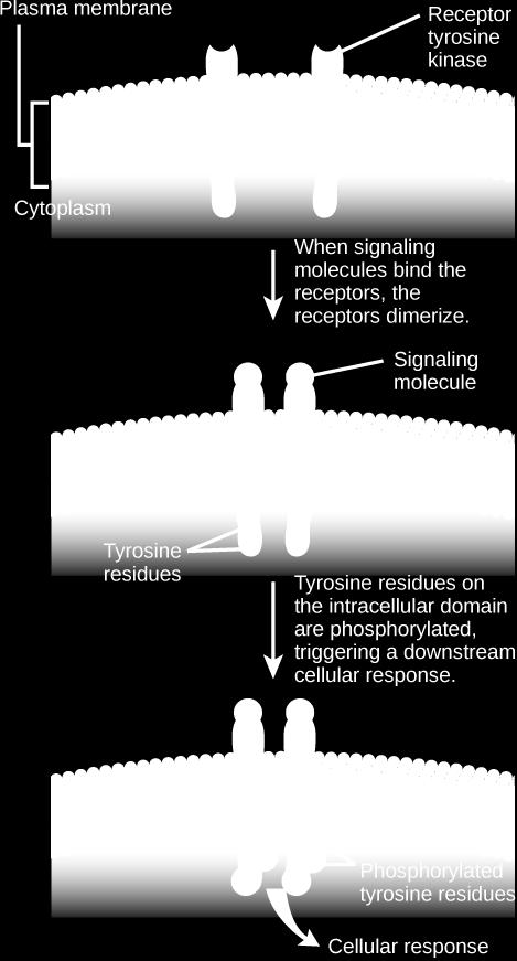 Tyrosine residues on the intracellular domain are then autophosphorylated, triggering a downstream cellular response.