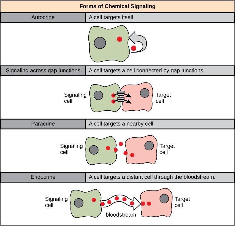 In chemical signaling, a cell may target itself (autocrine signaling), a cell connected by gap junctions, a nearby cell (paracrine signaling), or a distant cell (endocrine signaling).