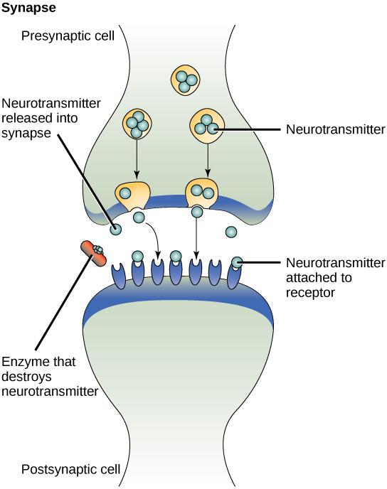 called neurotransmitters by the presynaptic cell (the cell emitting the signal).