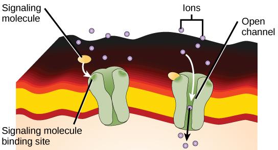 Cell-surface receptors are involved in most of the signaling in multicellular organisms.