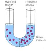 51. The shrinking of a plant cell membrane away from the cell wall when placed in a hypertonic solution is called _P. 52.