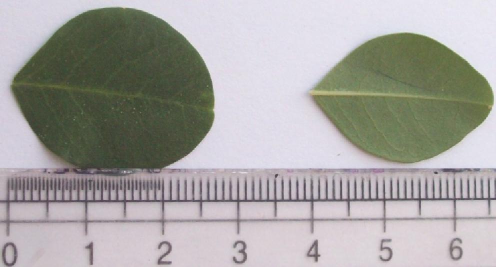 Figure 1 a Figure 1 a and b shows leaflets of Moringa oleifera Size: 1.2-2.5 cm long and 0.5-1.