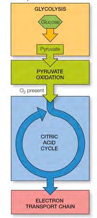 Respiration is a series of coupled reactions Carbon (in glucose) is