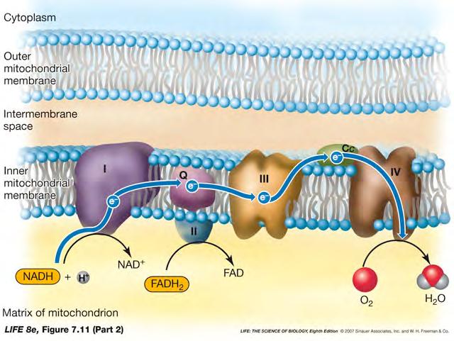 Electron transport chain: electrons move from carrier to