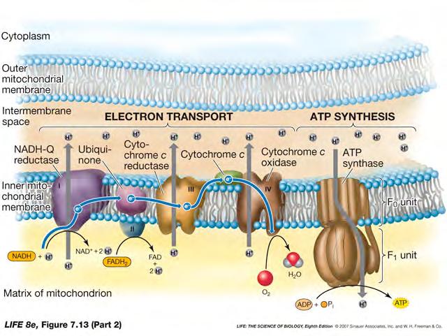 Electron transport chain: