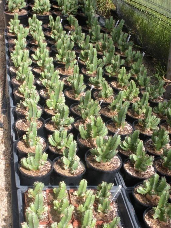 Euphorbia resinifera grows extremely