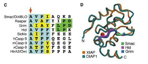 IAPs function as critical prosurvival molecules *IAPs