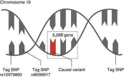 Materiale si metode Studiu prospectiv SNP IL28B (rs12979860, Custom TaqMan Single Nucleotide Polymorhism Genotyping Assays, Applied Biosystem) 73 de pacienti VHC cronic genotip 1b netratati anterior