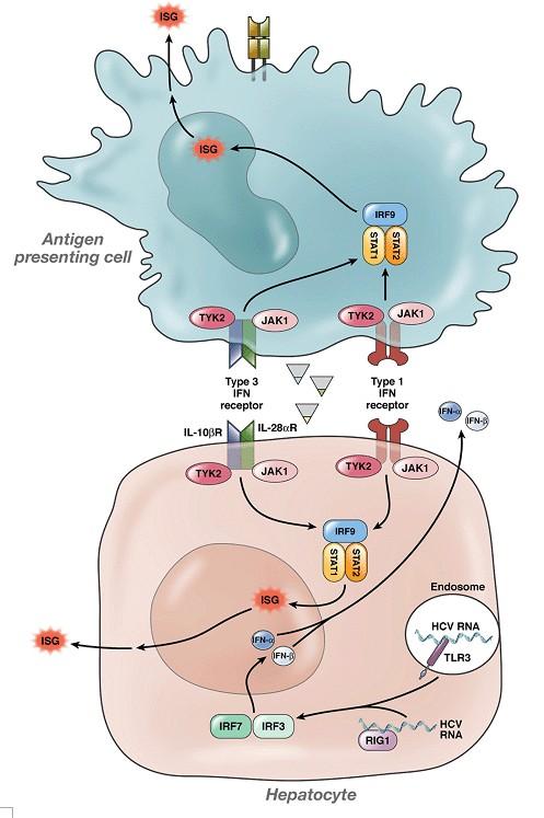 SNP IL 28B VHC inductia interferonului tip III la nivelul hepatocitelor umane corelat cu nivelul hepatic al expresiei genelor ISG (IFNstimulated genes).