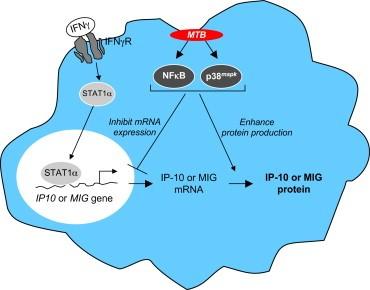 IP-10 / CXCL10 proteina inductibila de interferonul gama, chemokina cu activitate chemotactica pentru limfocite T, celule NK si monocite, rol