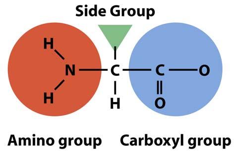 Four Basic Characteristics Most molecules based on chemistry of carbon Organic molecules Life s molecules form from few elements H, O, C, N 97.