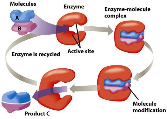 How Most Drugs Work Blocking enzymes Block active site Molecules cannot bond Reaction