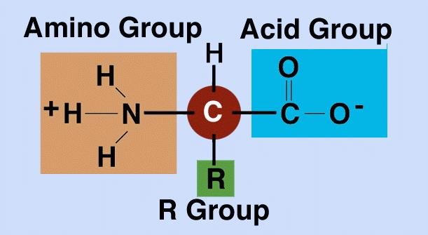 Proteins Keys Amino acid (monomer) Polypeptide (polymer) Functional unit: amine